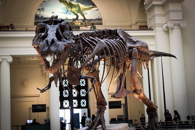 В первый раз скелет тираннозавра реконструировали в неправильном, практически вертикальном положении. Исследования 70-х годов опровергли эту теорию